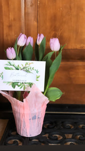 The Tulip.