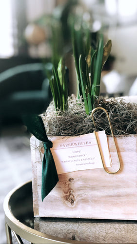 Paperwhites