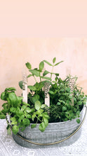 Load image into Gallery viewer, Love + Legacy Herb Garden- THREE PACK