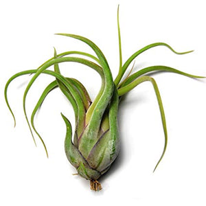 Air Plant // Tillandsia