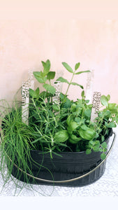 Love + Legacy Herb Garden- SIX PACK