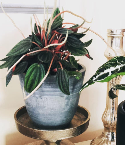 the peperomia plant.