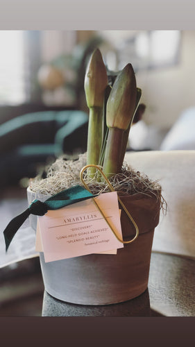 The Amaryllis