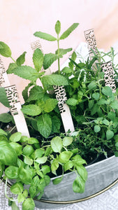 Love + Legacy Herb Garden- SIX PACK