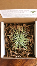 Load image into Gallery viewer, Air Plant // Tillandsia