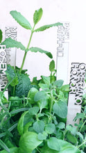 Load image into Gallery viewer, Love + Legacy Herb Garden- SIX PACK