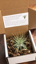 Load image into Gallery viewer, Air Plant // Tillandsia