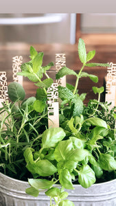 Love + Legacy Herb Garden- SIX PACK