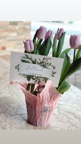The Tulip.