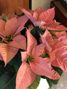The Poinsettia