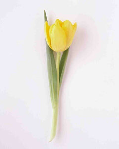 The Tulip.