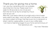 Load image into Gallery viewer, Air Plant // Tillandsia