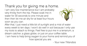 Air Plant // Tillandsia