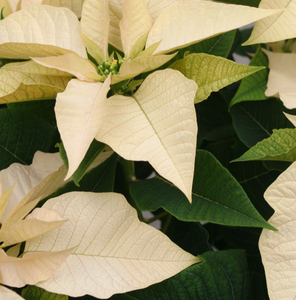 The Poinsettia