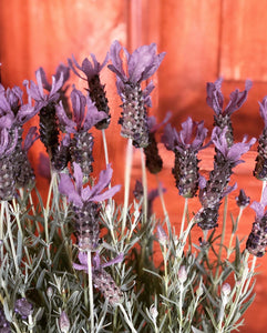 the lavender plant.