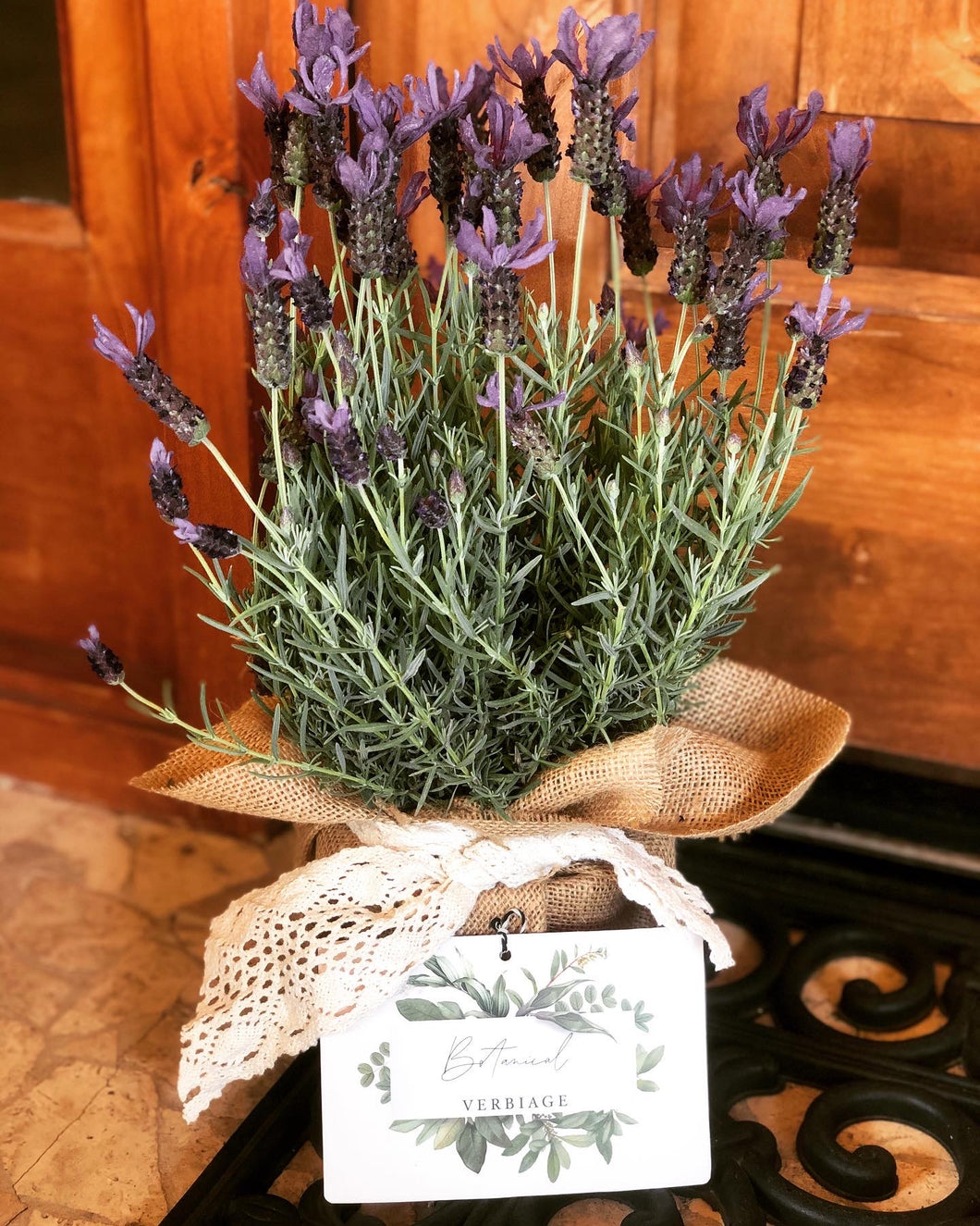 the lavender plant.