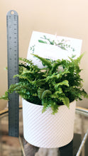 Load image into Gallery viewer, the love fern. (Coachella Valley Local Delivery)