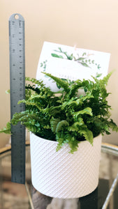 the love fern. (Coachella Valley Local Delivery)