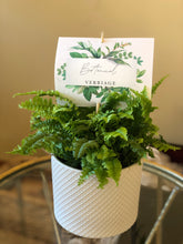 Load image into Gallery viewer, the love fern. (Coachella Valley Local Delivery)