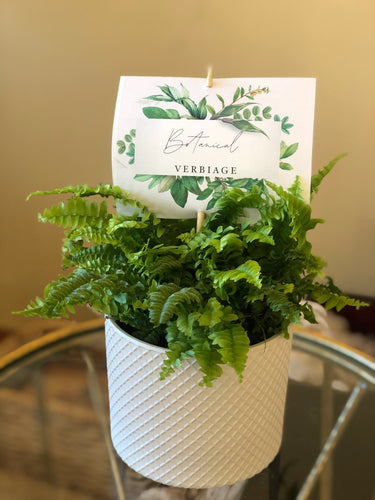 the love fern. (Coachella Valley Local Delivery)
