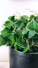 Load image into Gallery viewer, the shamrock.