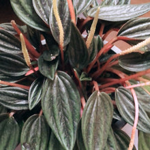 Load image into Gallery viewer, the peperomia plant.