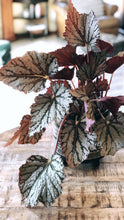 Load image into Gallery viewer, the begonia.
