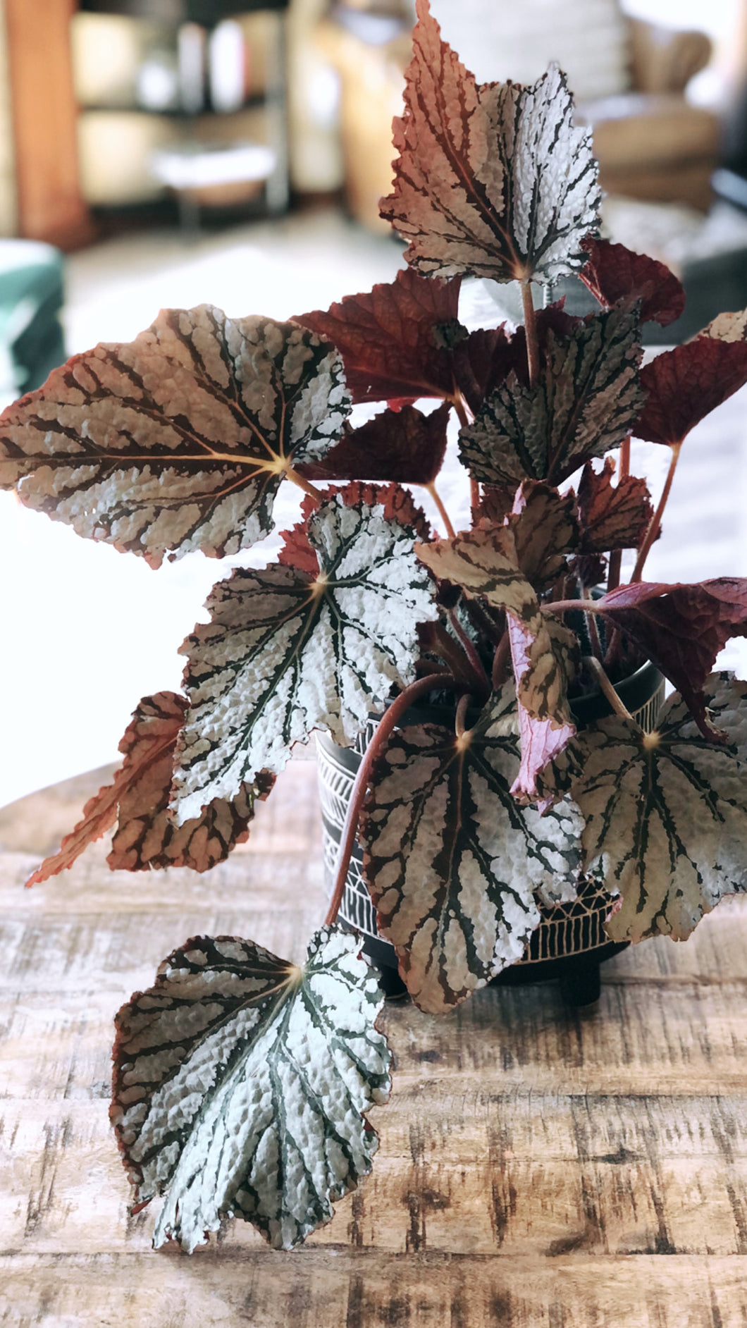 the begonia.