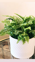 Load image into Gallery viewer, the love fern. (Coachella Valley Local Delivery)