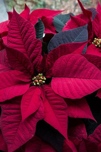 The Poinsettia